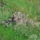 Маскировочная накидка Tactical Lightweight Assault Ghillie Multicam. Emerson: Фото №16